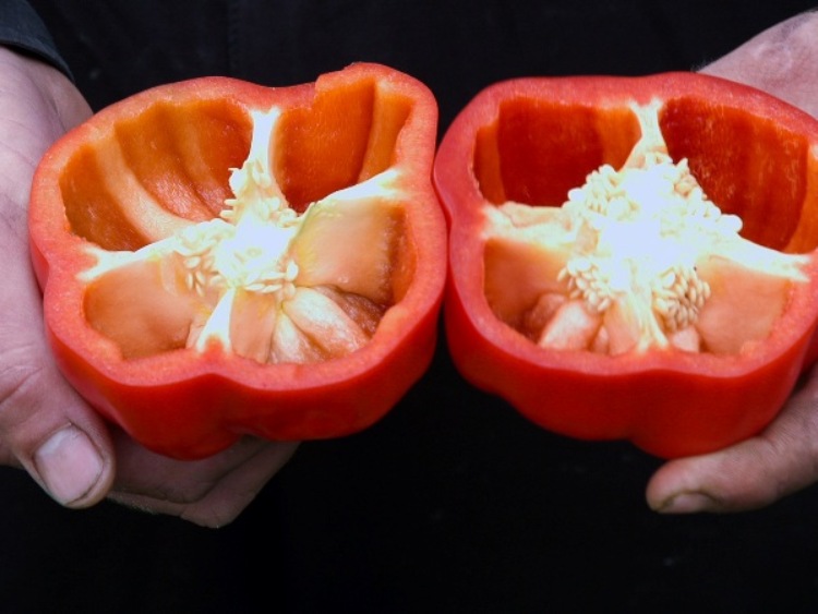 Producenci papryki apelują o ratunek dla  produkcji warzyw ciepłolubnych